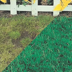 Canada Greenâ„¢ Grass