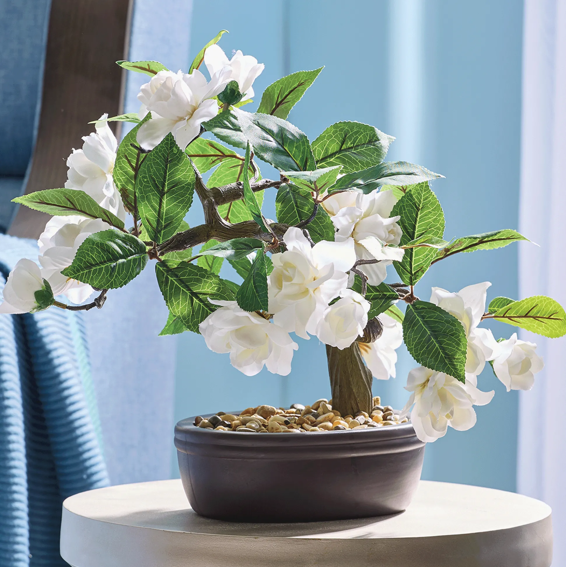 Gardenia Bonsai in Oval Pot