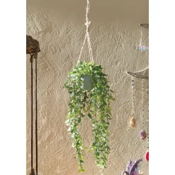 Hanging Potted Green Plant