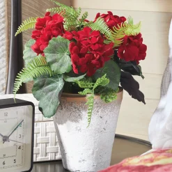 Potted Geranium Plant