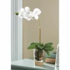 Potted Orchid