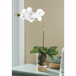 Potted Orchid