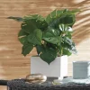 Potted Split Leaf Philodendron