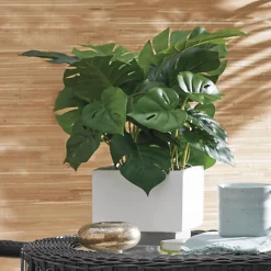 Potted Split Leaf Philodendron