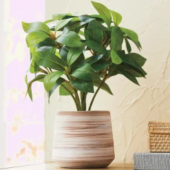 Serene Green Potted Plant