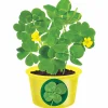 Shamrock Seed Sprouts