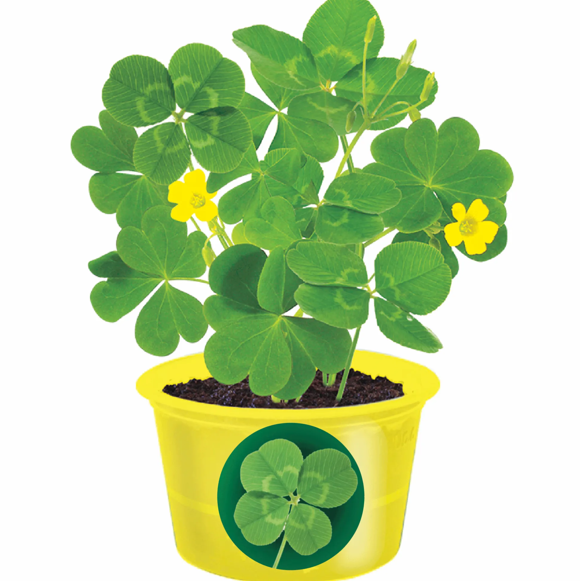 Shamrock Seed Sprouts