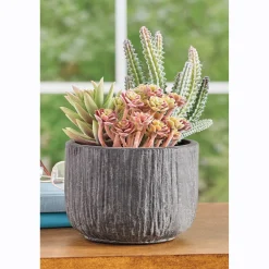Succulents in Papier-Mâché Pot